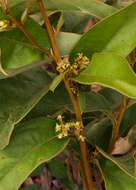 Imagem de Dichapetalum rhodesicum Sprague & Hutchinson