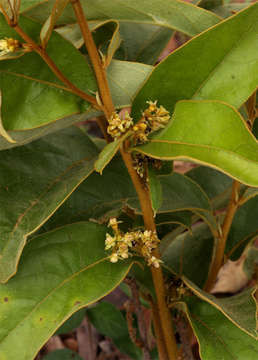 Image of Dichapetalum rhodesicum Sprague & Hutchinson