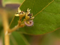 Imagem de Dichapetalum rhodesicum Sprague & Hutchinson