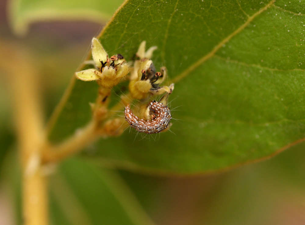 Imagem de Dichapetalum rhodesicum Sprague & Hutchinson