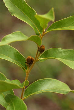 Imagem de Dichapetalum rhodesicum Sprague & Hutchinson