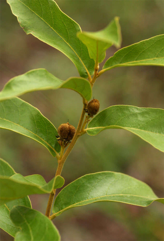 Imagem de Dichapetalum rhodesicum Sprague & Hutchinson