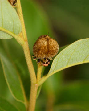 Image of Dichapetalum rhodesicum Sprague & Hutchinson