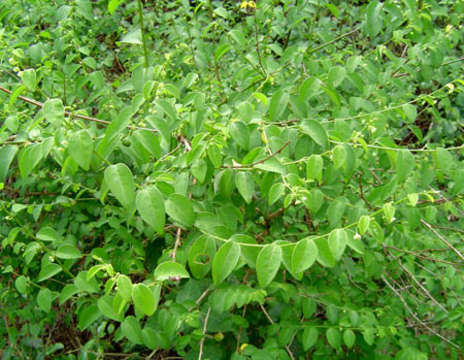 Image of Pseudophyllanthus