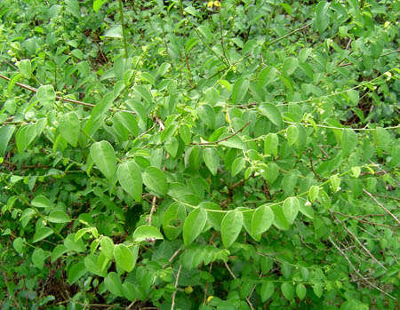 Imagem de Pseudophyllanthus