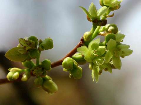 Sivun Pseudolachnostylis maprouneifolia Pax kuva