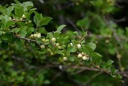 Image of bushweed