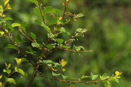 Image of bushweed