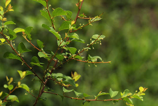 Image de Flueggea virosa (Roxb. ex Willd.) Royle