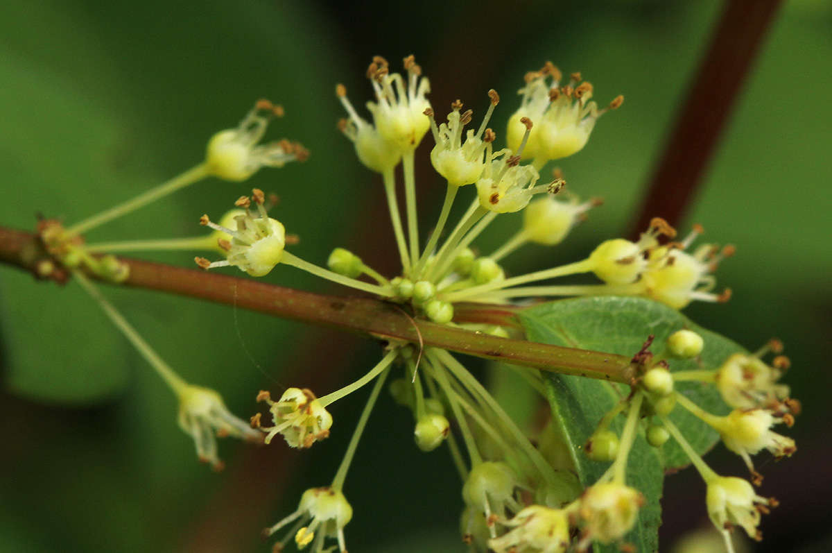 Image of bushweed