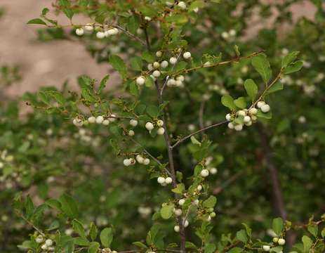 Image of White berry bush