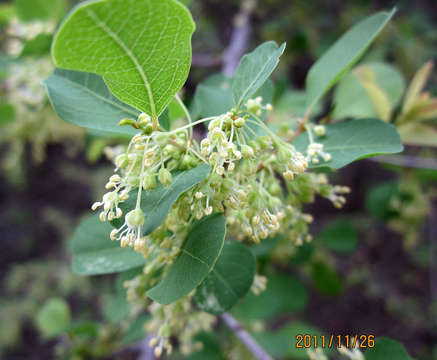 Image of White berry bush