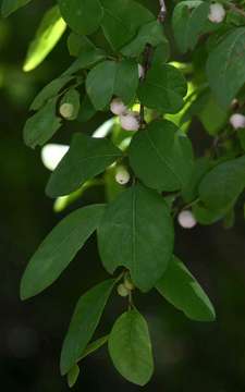 Image of White berry bush