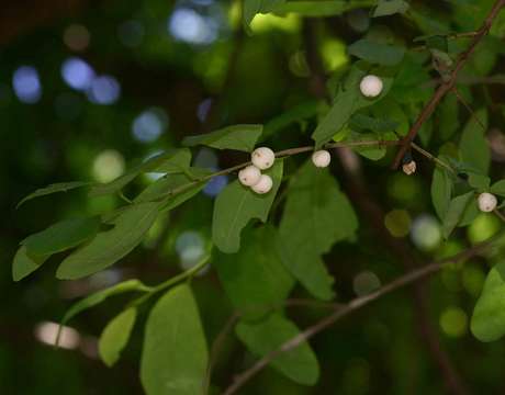 Image of White berry bush