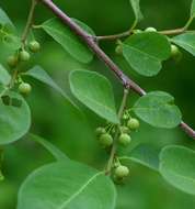 Image of bushweed