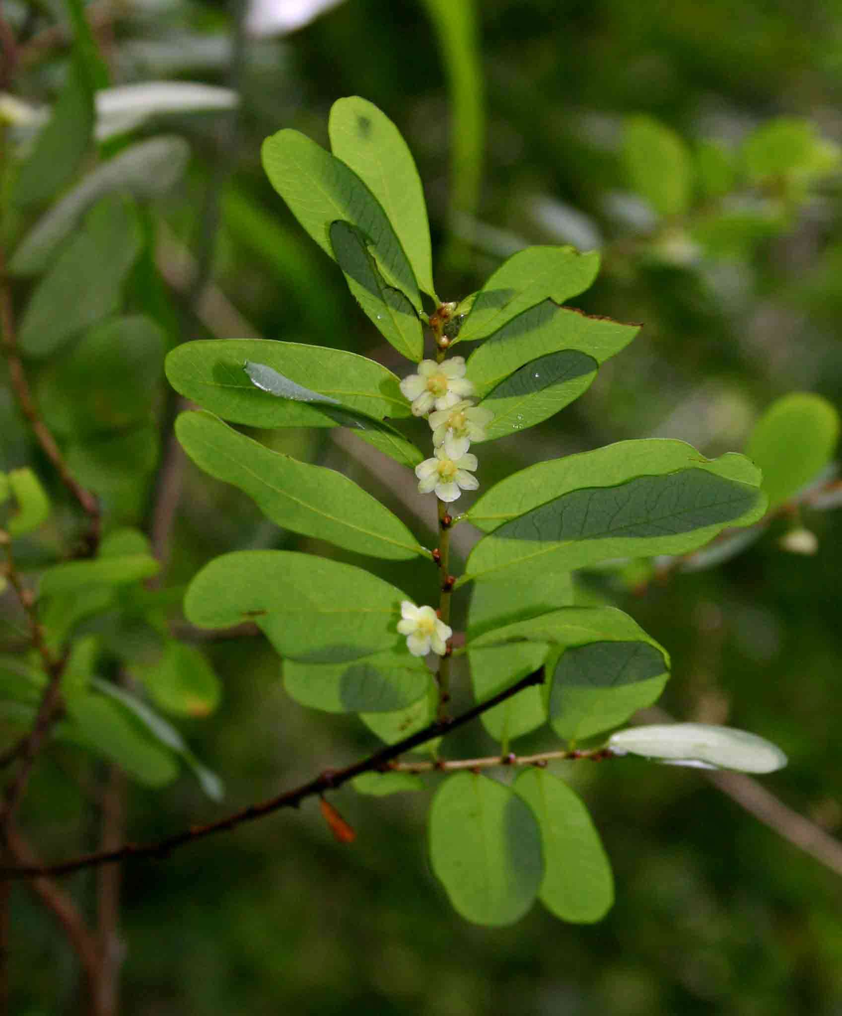 Image of Phyllanthus welwitschianus Müll. Arg.