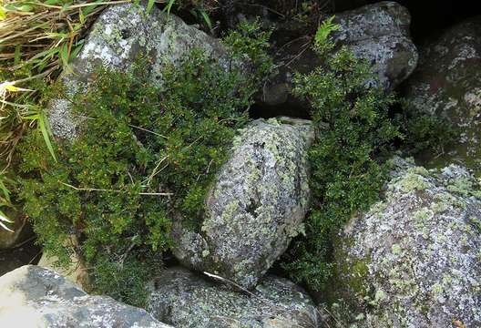 Phyllanthus bernierianus Baill. ex Müll. Arg.的圖片