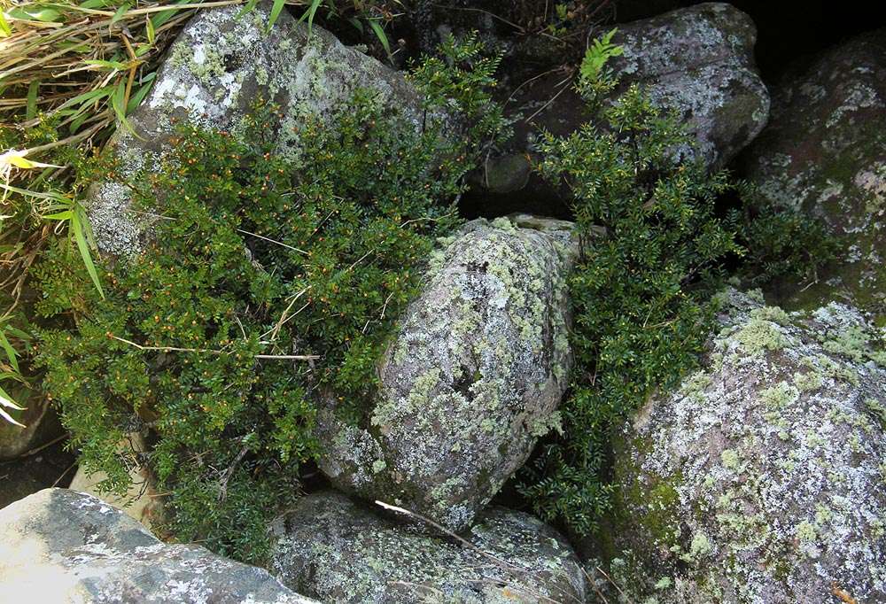 Image of Phyllanthus bernierianus Baill. ex Müll. Arg.