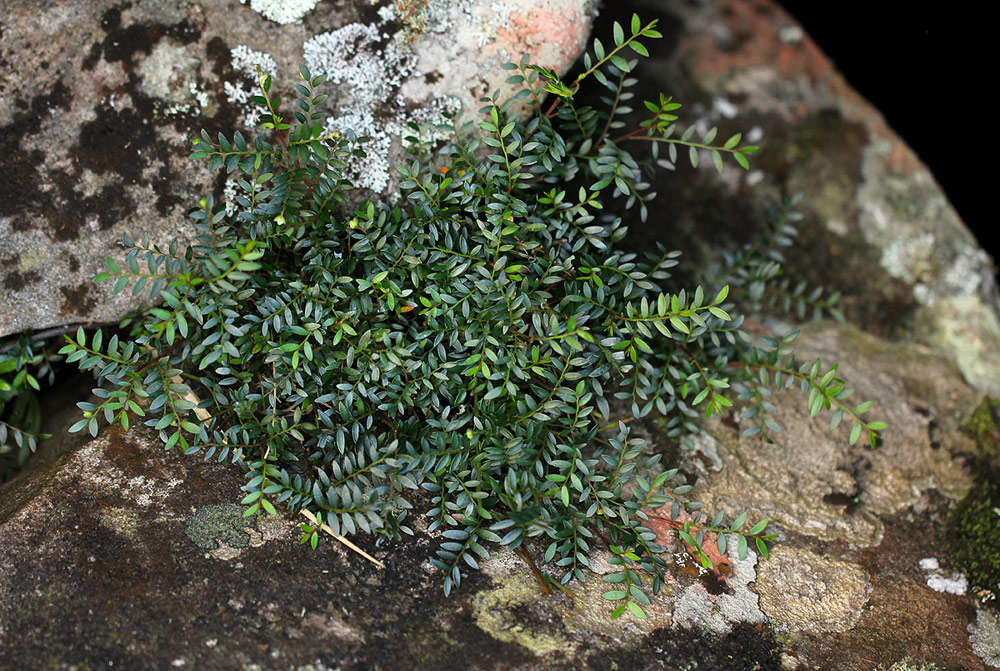 Phyllanthus bernierianus Baill. ex Müll. Arg.的圖片