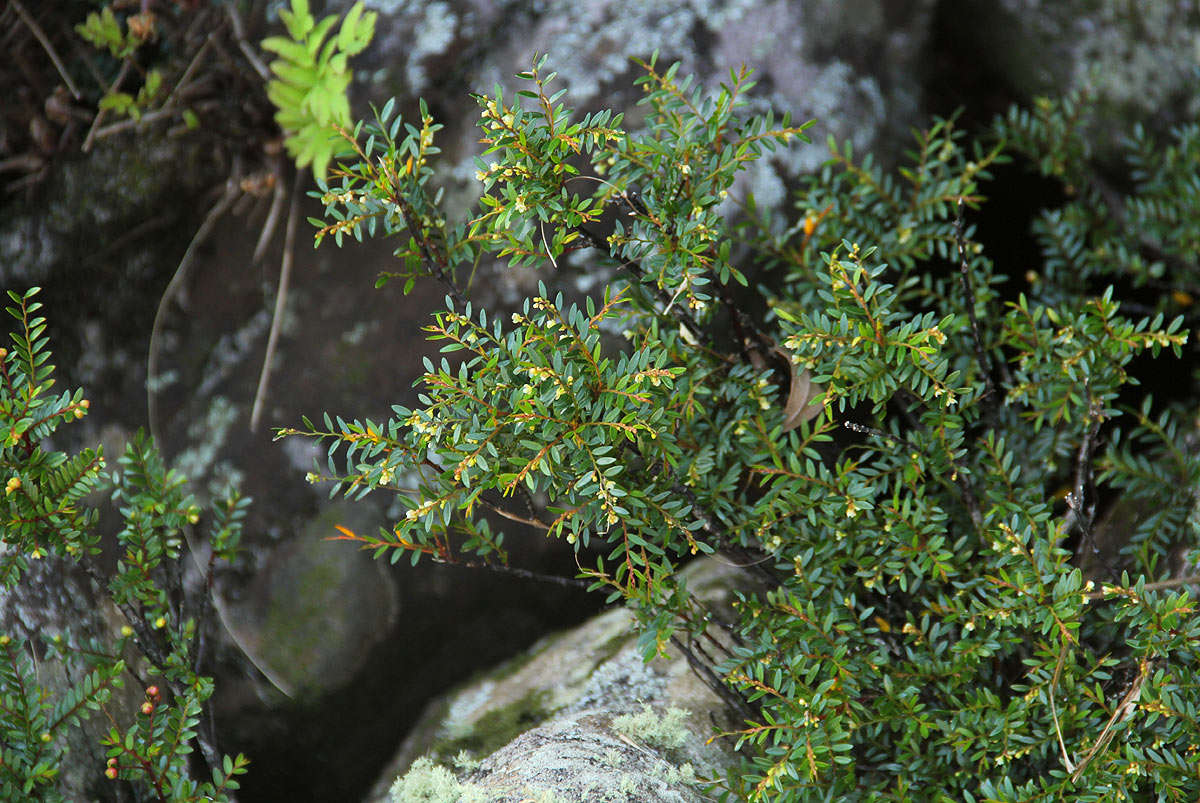 Phyllanthus bernierianus Baill. ex Müll. Arg.的圖片