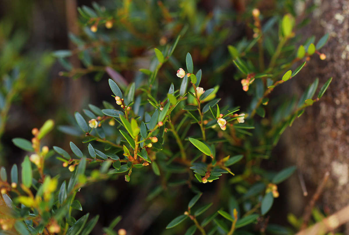 Phyllanthus bernierianus Baill. ex Müll. Arg.的圖片