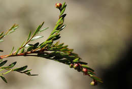 Phyllanthus bernierianus Baill. ex Müll. Arg.的圖片