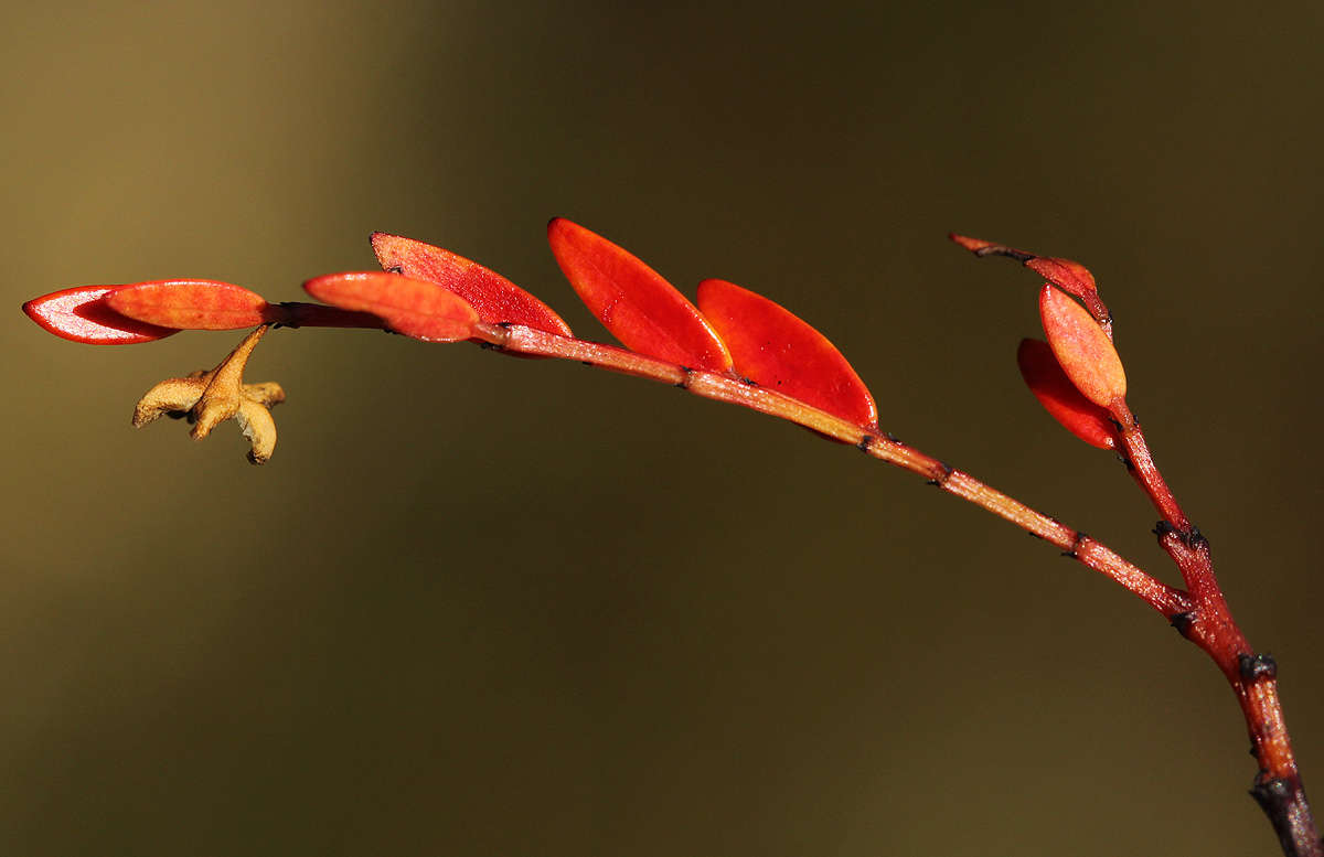 Phyllanthus bernierianus Baill. ex Müll. Arg.的圖片