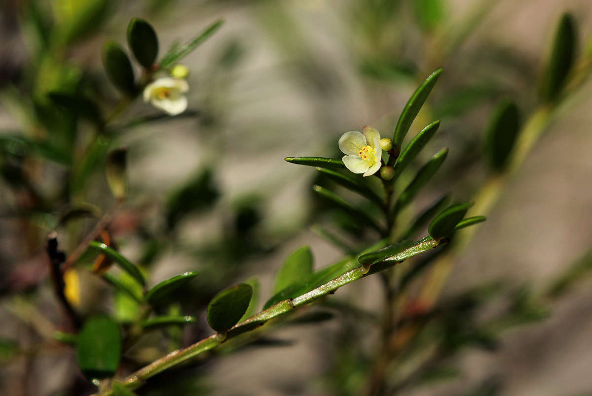 Phyllanthus bernierianus Baill. ex Müll. Arg.的圖片