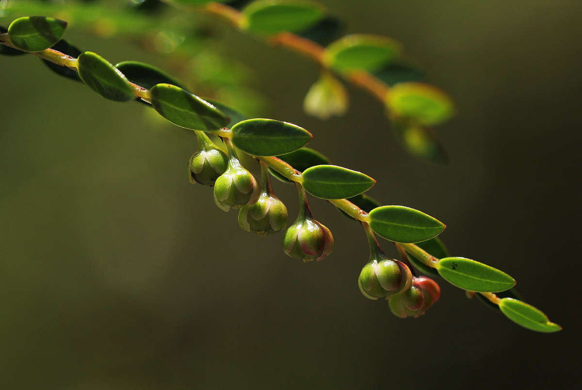 Phyllanthus bernierianus Baill. ex Müll. Arg.的圖片