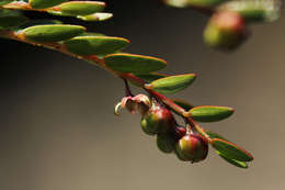 Phyllanthus bernierianus Baill. ex Müll. Arg.的圖片