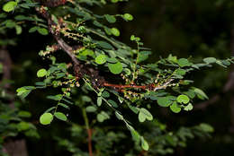 Image of Spurred phyllanthus