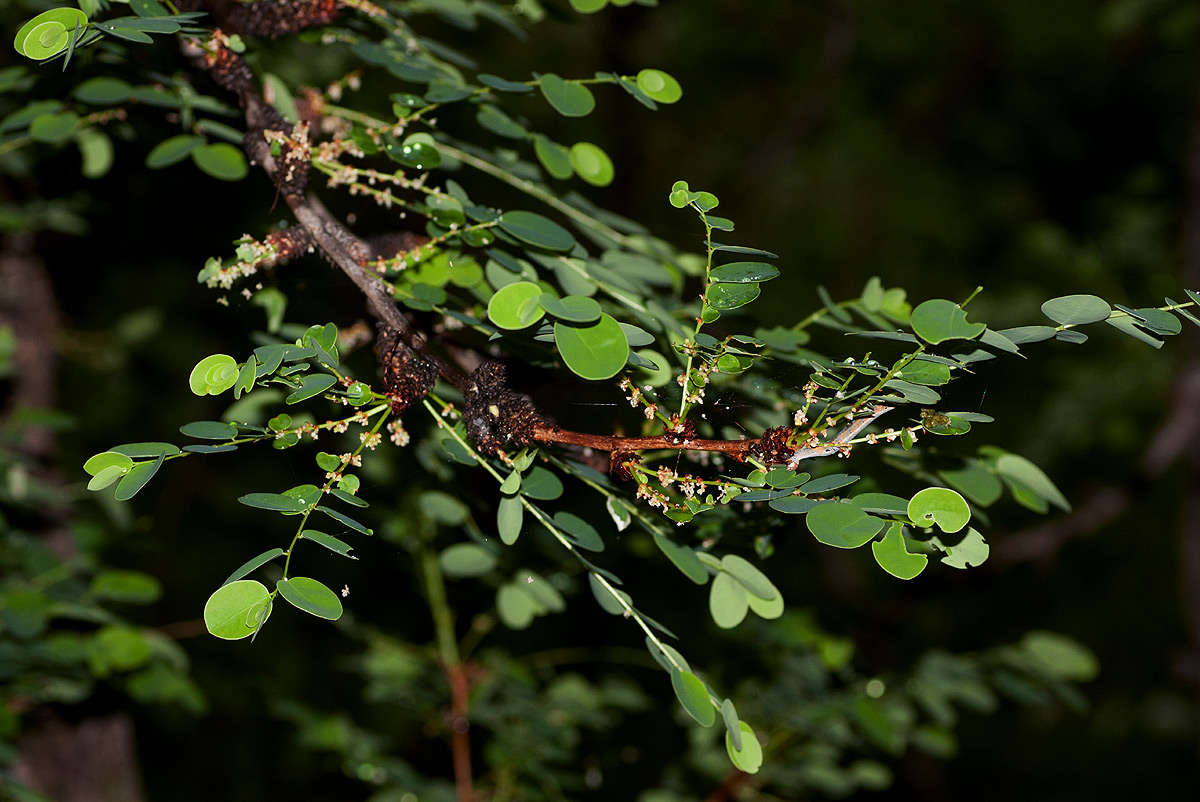 Image de Phyllanthus engleri Pax
