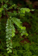 Image de Phyllanthus engleri Pax