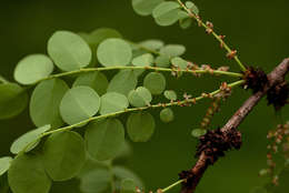 Image of Spurred phyllanthus