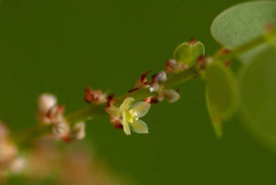 Image of Spurred phyllanthus