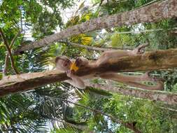 Image of Maranon white fronted capuchin