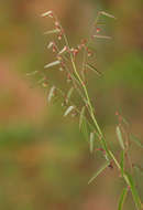 Image de Phyllanthus pentandrus Schumach. & Thonn.