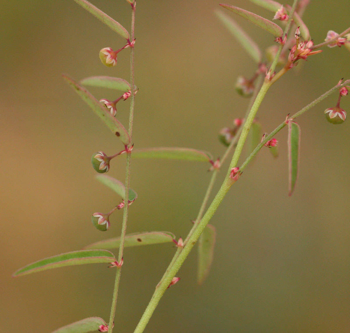 Image de Phyllanthus pentandrus Schumach. & Thonn.