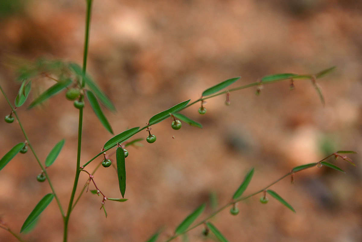 Image de Phyllanthus pentandrus Schumach. & Thonn.