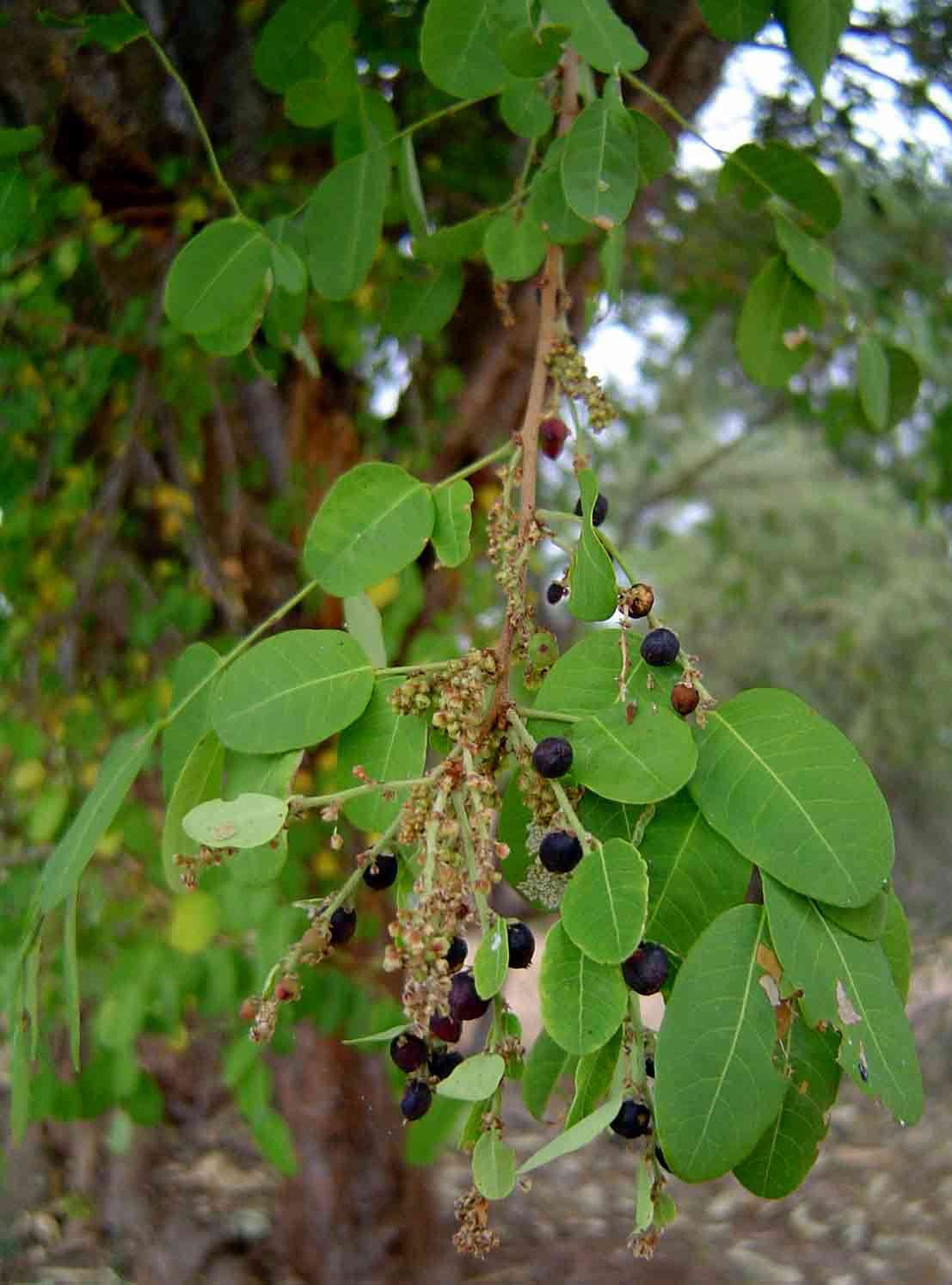 Phyllanthus reticulatus (rights holder: Mark Hyde, Bart Wursten and Petra Ballings)
