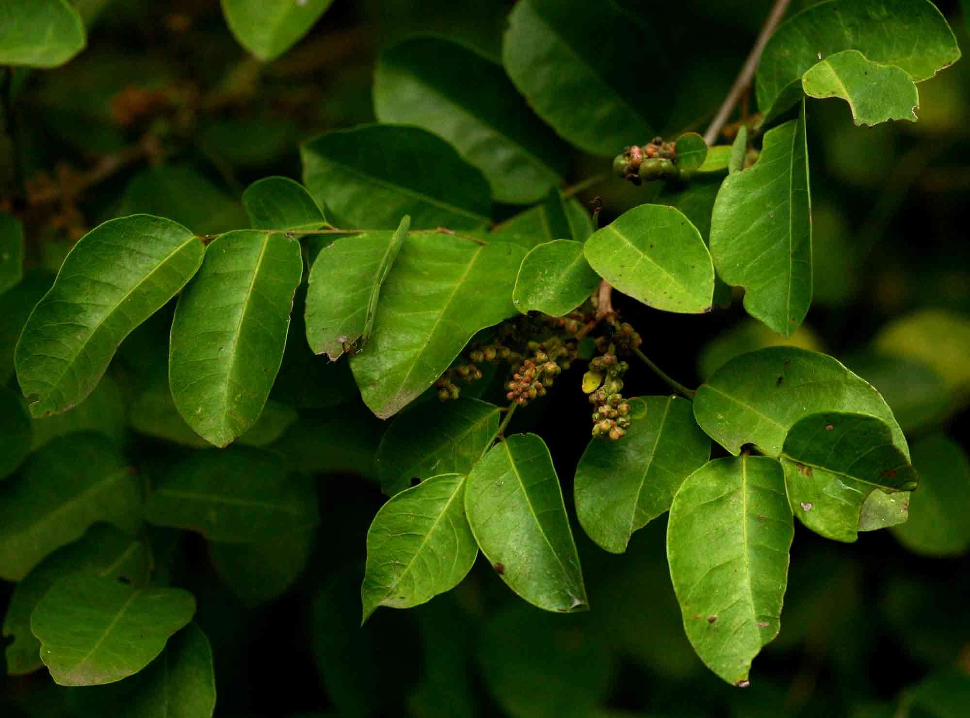 Image de Phyllanthus reticulatus Poir.