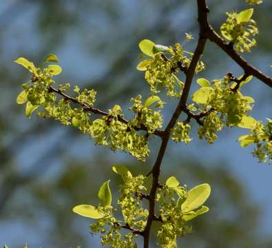 Image of Margaritaria discoidea (Baill.) G. L. Webster