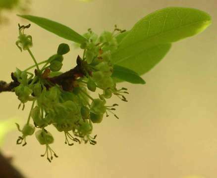 Image of Margaritaria discoidea (Baill.) G. L. Webster