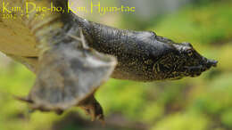 Image of Northern Chinese softshell turtle