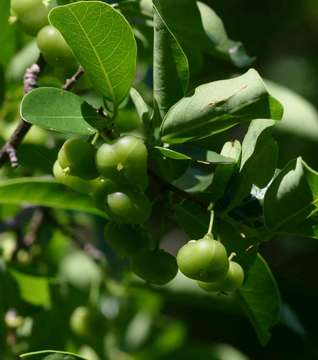 Image of Margaritaria discoidea (Baill.) G. L. Webster