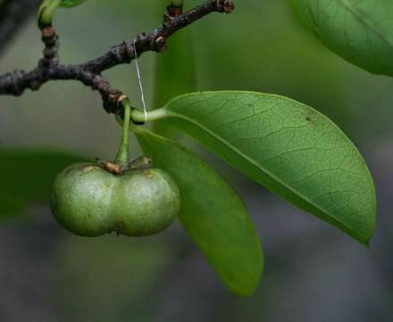 Image of Margaritaria discoidea (Baill.) G. L. Webster