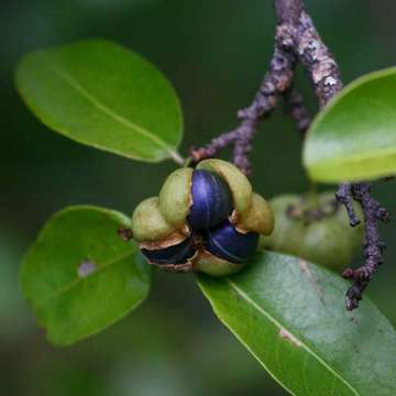 Image of Margaritaria discoidea (Baill.) G. L. Webster