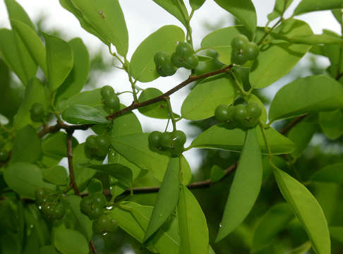 Image of Margaritaria discoidea (Baill.) G. L. Webster