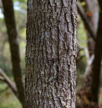 Image of Hymenocardia