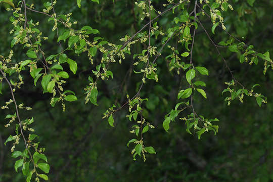 Image of Hymenocardia